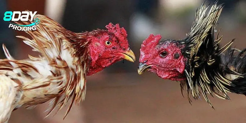 Trận đấu hấp dẫn, gay cấn