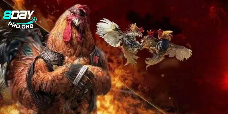 Trải nghiệm chiến kê dũng mãnh